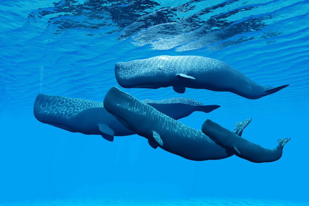 Sperm Whale