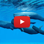 Sperm Whale