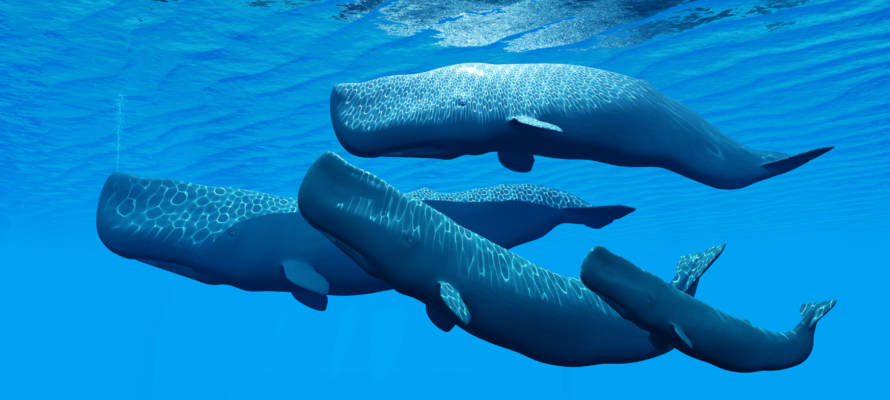 Sperm Whale