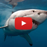 Great white shark