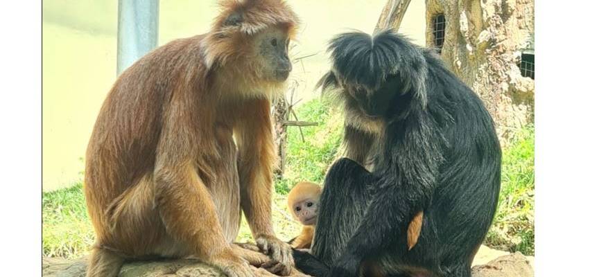 Jerusalem Biblical Zoo
