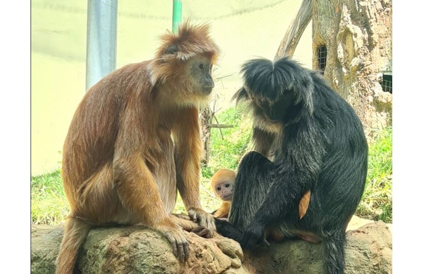 Jerusalem Biblical Zoo