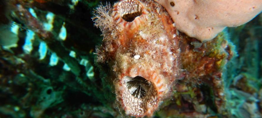 Gulf of Eilat sea animal