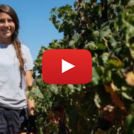 Workers pick grapes in Israel