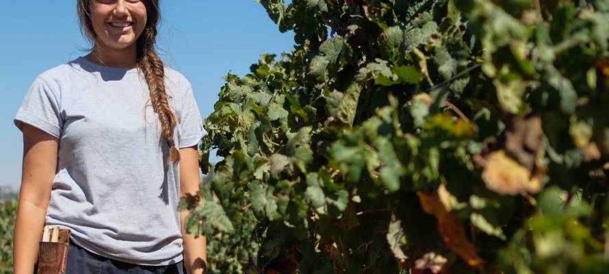 Workers pick grapes in Israel