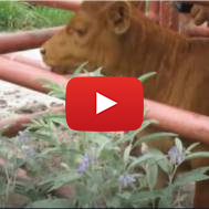 Red Heifer candidate Texas