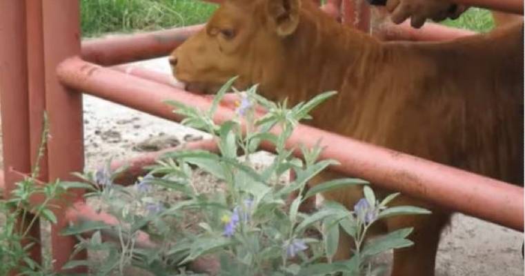 Red Heifer candidate Texas