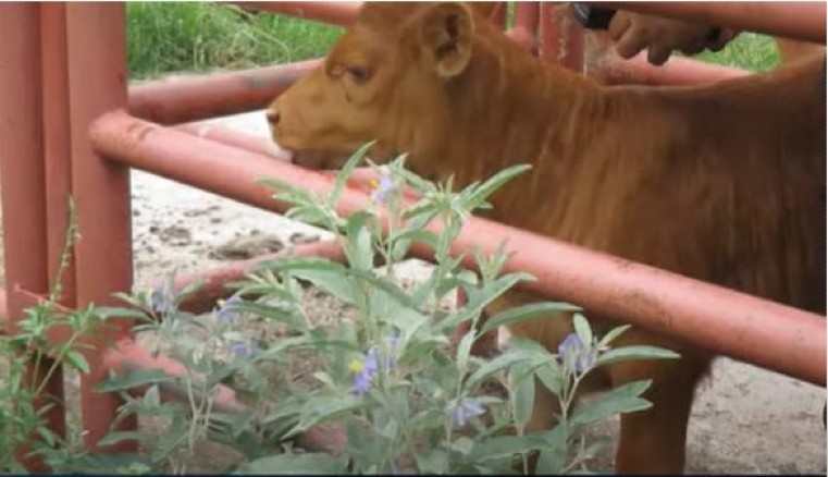 Red Heifer candidate Texas