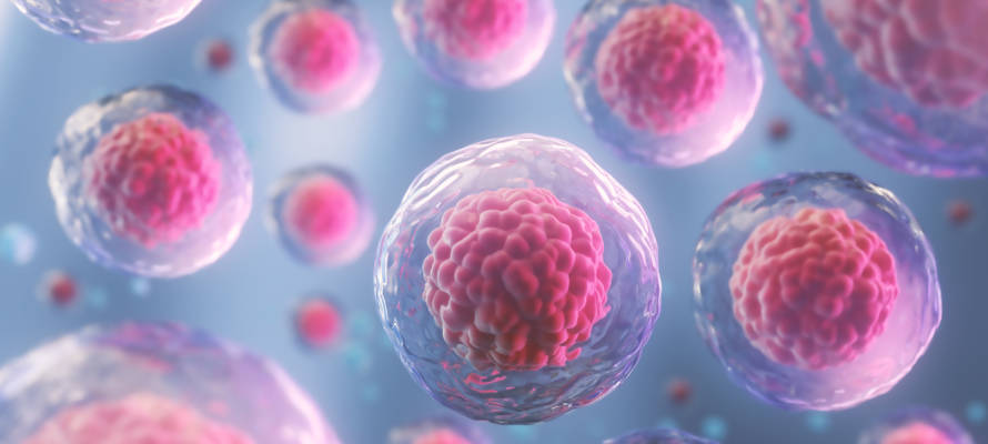 Stem Cells
