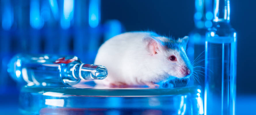mice lab medical research