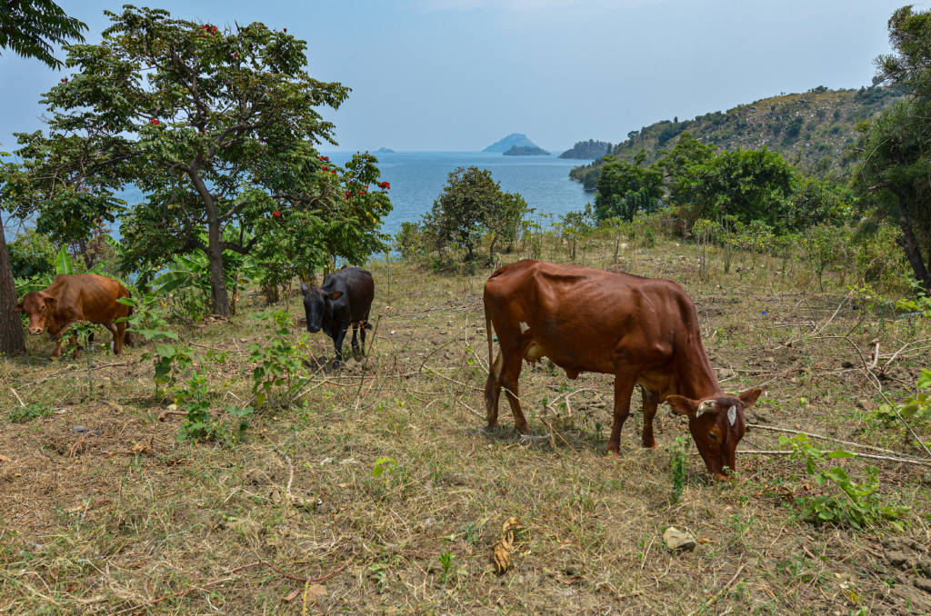 cows