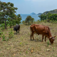 cows