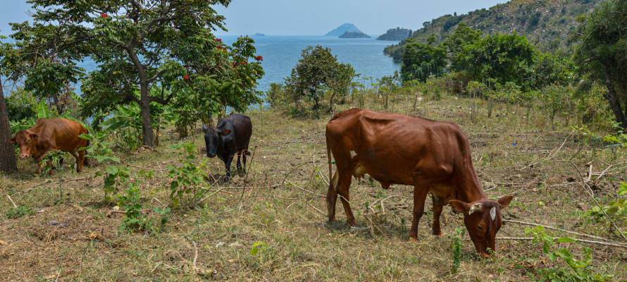 cows