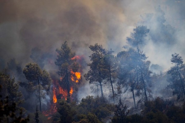 forest fire