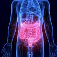 intestinal tract