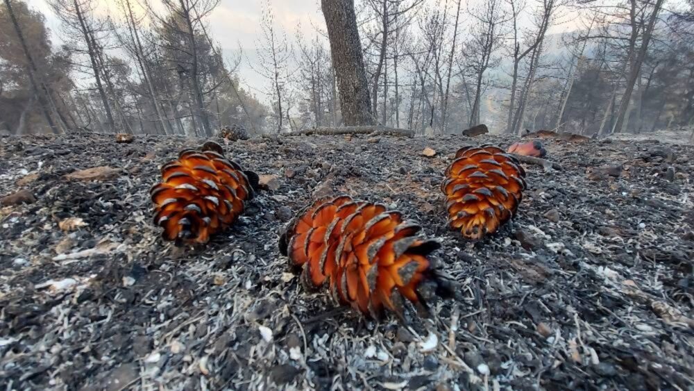 pine cones