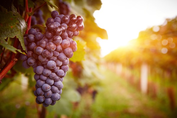grapes