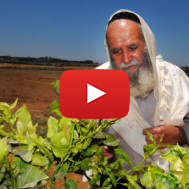 Shmita