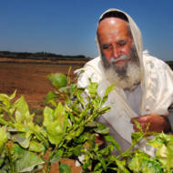 Shmita