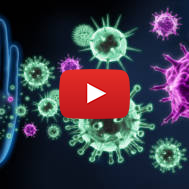 immune system