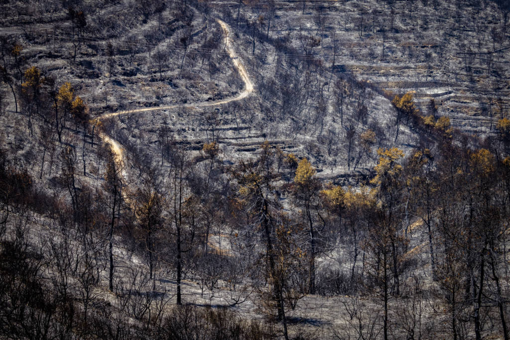 Forest Fire