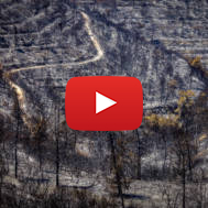 Forest Fire