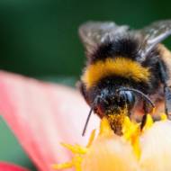 bumblebee
