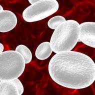 white blood cells