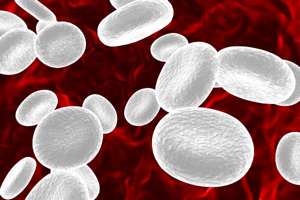 white blood cells