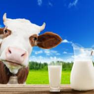 milk