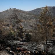 forest fire