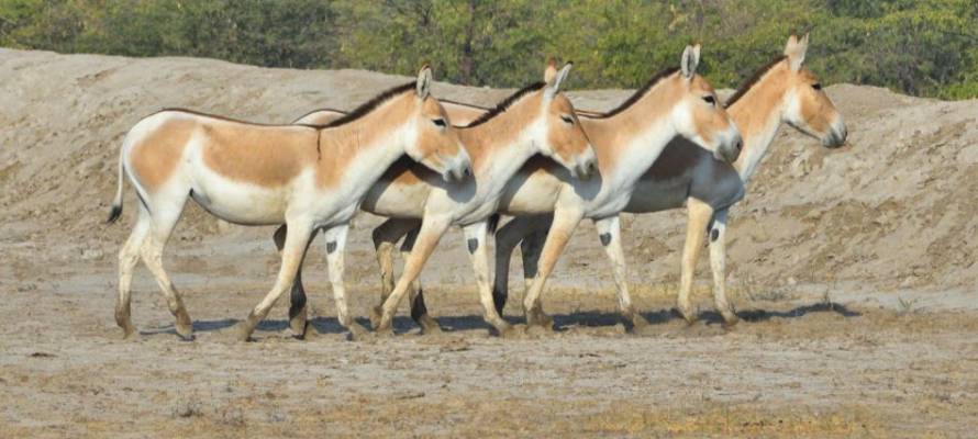 Asiatic wild ass