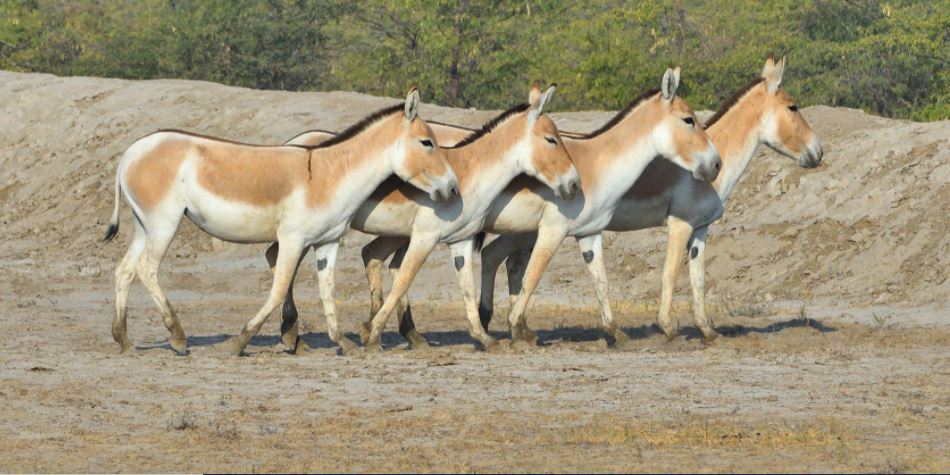 Asiatic wild ass
