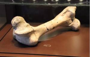 hippopotamus femur