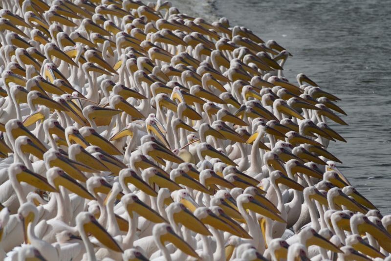 pelicans