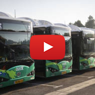 buses