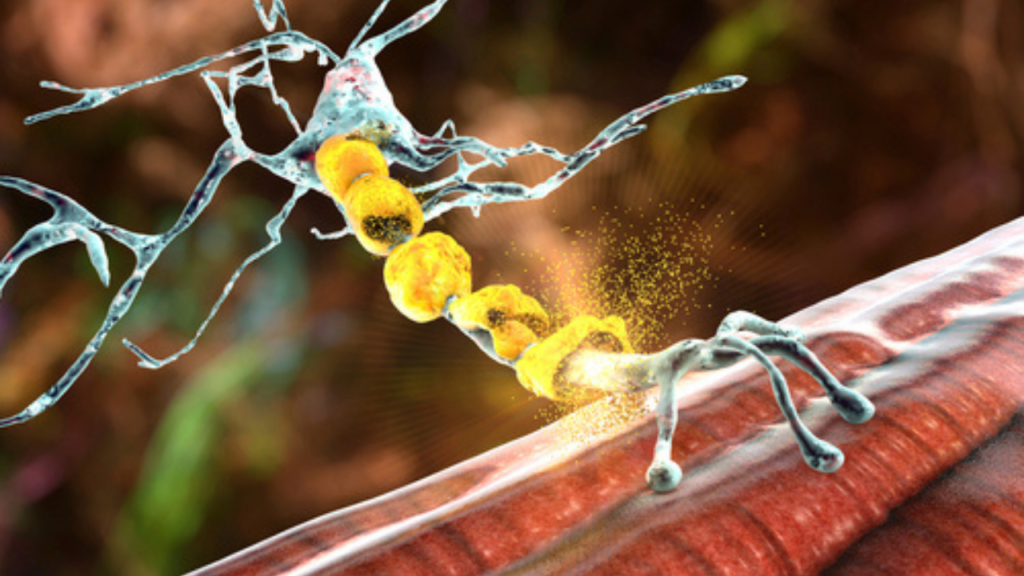 Neurons
