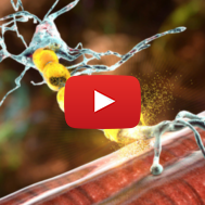 Neurons