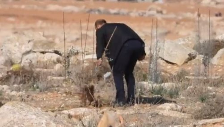 Palestinian destroys olive trees.v2