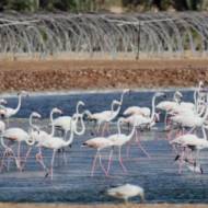 flamingos
