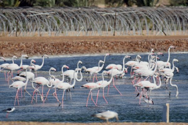 flamingos