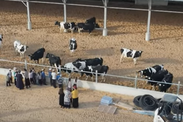Dairy Farm Southern Israel