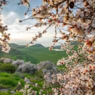 almond trees