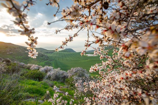 almond trees