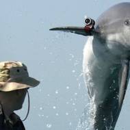 military dolphin