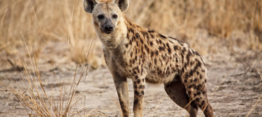 hyena
