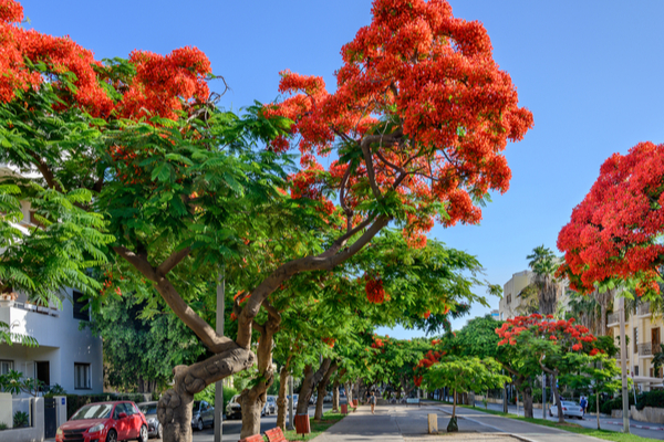 Tel Aviv trees