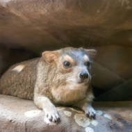 rock hyrax