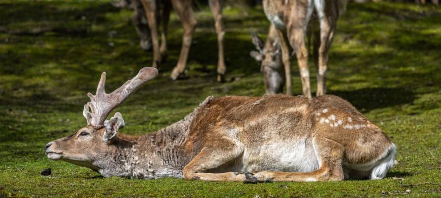 Persian fallow deer