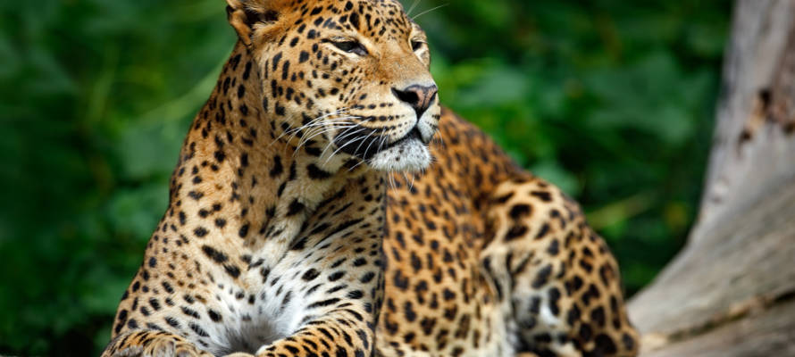 leopard